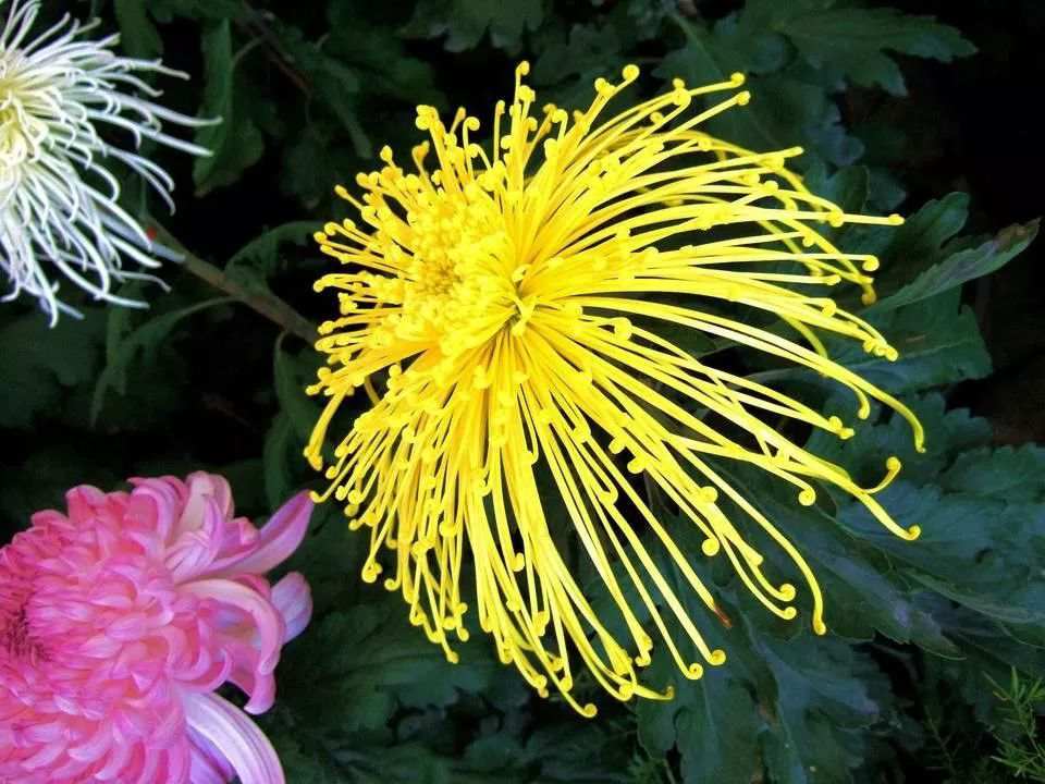 重陽賞菊，正好以此詩書畫下酒！